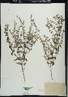 Scutellaria galericulata image