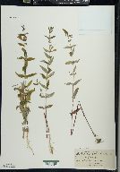 Scutellaria galericulata image