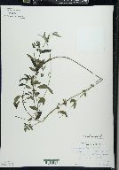 Scutellaria galericulata image