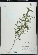 Scutellaria galericulata image