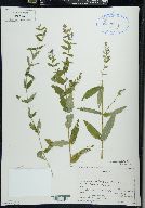 Scutellaria galericulata image