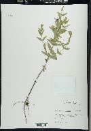 Scutellaria galericulata image