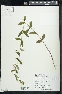 Scutellaria galericulata image