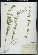 Scutellaria galericulata image