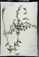 Scutellaria galericulata image