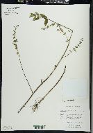 Scutellaria galericulata image