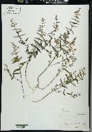 Scutellaria galericulata image