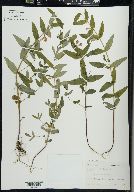 Scutellaria galericulata image