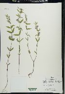 Scutellaria galericulata image