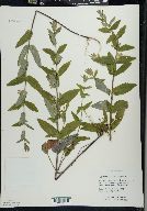 Scutellaria galericulata image