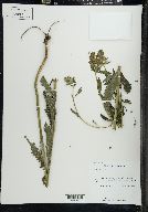 Pedicularis lanceolata image