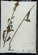 Pedicularis lanceolata image