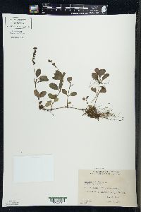 Veronica officinalis image