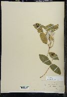 Lonicera dioica image