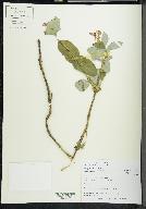 Lonicera dioica image