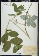 Lonicera dioica image