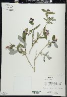 Lonicera dioica image