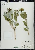 Lonicera dioica image