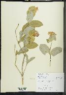 Lonicera dioica image