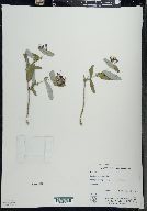 Lonicera dioica image