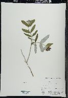 Lonicera dioica image