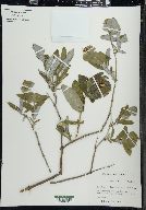 Lonicera dioica image