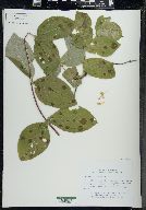 Lonicera hirsuta image