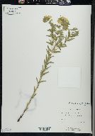 Lithospermum caroliniense image