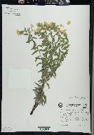 Lithospermum caroliniense image