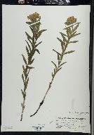 Lithospermum caroliniense image