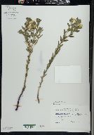 Lithospermum caroliniense image