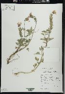 Verbena canadensis image