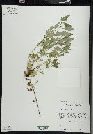 Verbena canadensis image