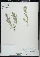 Verbena bracteata image