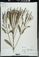 Verbena hastata image