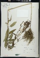 Verbena hastata image