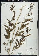 Verbena hastata image