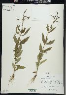 Verbena hastata image