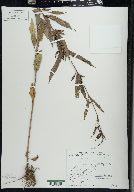 Verbena hastata image