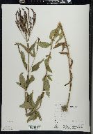 Verbena hastata image