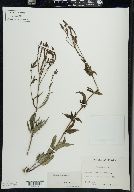 Verbena hastata image