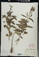 Verbena hastata image