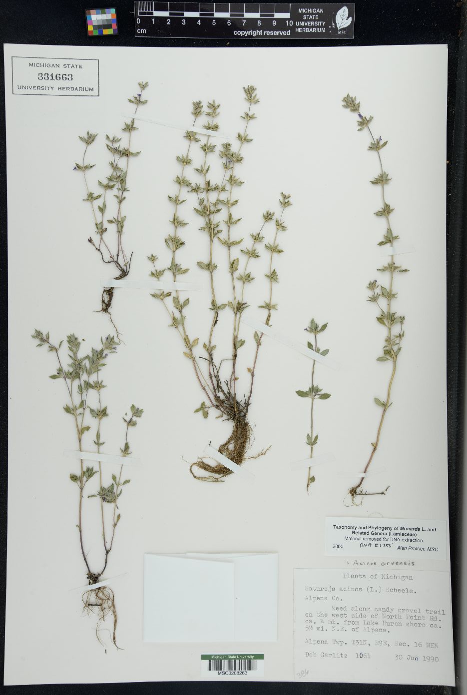 Acinos arvensis image