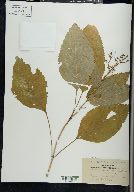 Collinsonia canadensis image