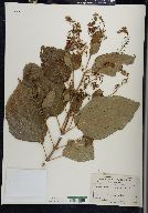 Collinsonia canadensis image