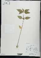 Galeopsis tetrahit image