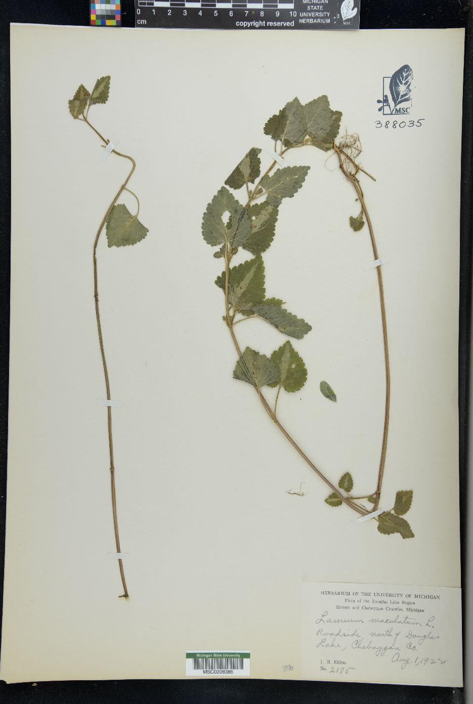 Lamium maculatum image