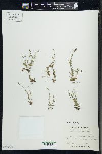 Myosotis stricta image