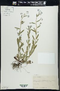 Myosotis sylvatica image