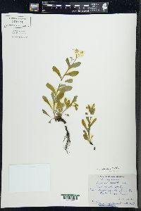 Myosotis sylvatica image